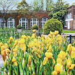 Gold Irises In Holland Park. London.